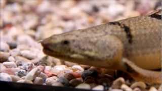 Armored Bichir Polypterus delhezi [upl. by Attenaj591]