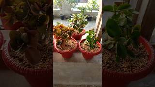 Kalanchoe Repotted Plant kalanchoe kalanchoeplant winterflower winterfloweringplant gardening [upl. by Rolanda]