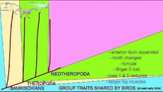 BIRD EVOLUTION CLADOGRAM AVETHEROPODA [upl. by Gabi]