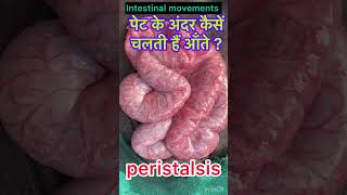 Peristalsis l Intestinal movements l dr Umar Khan [upl. by Pinchas]