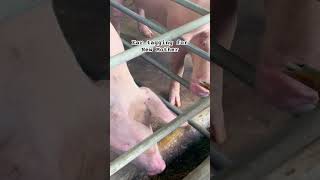 Pig Ear Tagging piggerybusiness [upl. by Ketty]