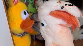 Barney finally noticed Yellow Duck Extra Bonus Length video 🐥🐝🦖🧡 [upl. by Hedve]