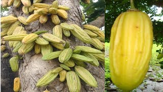 Árbol de Cuajilotes o Guajilotes tiene propiedades medicinales y es comestible [upl. by Fortunato494]