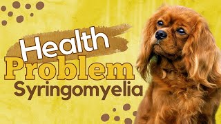 Syringomyelia Health Problem by Cavalier King Charles Spaniel [upl. by Weitman]