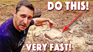 How To Remove A Tree Stump Quickest and Easiest Method [upl. by Yert989]