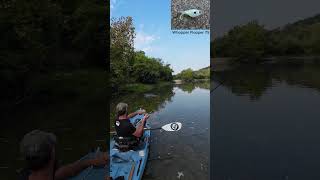 Smallmouth Bass on Crooked Creek  Kayak Fishing  Bonafide RVR 119  Nature [upl. by Noemys]