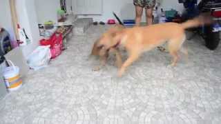 Thai Ridgeback VS Labrador [upl. by Anavrin659]