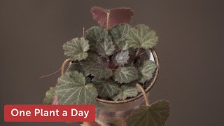 Saxifraga stolonifera Creeping Saxifrage Strawberry Saxifrage Houseplant Care — 129 of 365 [upl. by Gredel]