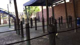 Montu Busch Gardens Tampa Queue Line Walkthrough [upl. by Anatlus]