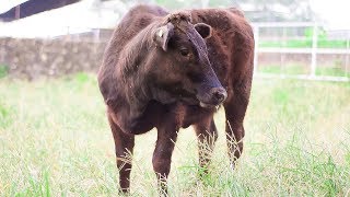 Wagyu and Crossbreeding [upl. by Penrod]