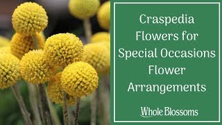 Craspedia Flowers for Your Special Occasions Floral Arrangements [upl. by Isaacs]