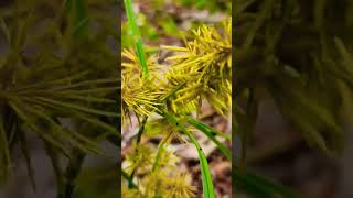 Straw colored flatsedge nature plant flatsedge wildlife grass [upl. by Leander]