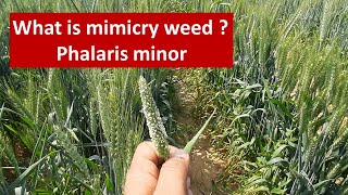 What is mimicry weed or Phalaris minor [upl. by Nikolia]