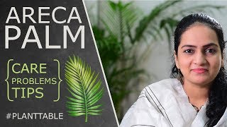 Areca Palm Dypsis lutescens  Care Info amp Problems  House Plants  Plant Table [upl. by Namreg547]