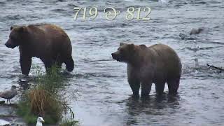 The Princess of Katmai Bear 719 2018 [upl. by Erdah]