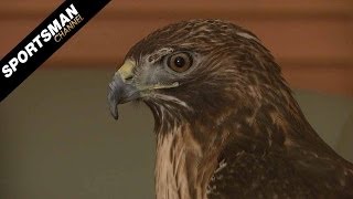 Falconry Hunting Squirrels with RedTailed Hawks Part 2 [upl. by Philo7]