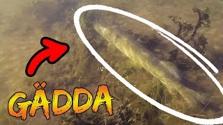 3 Tips You NEED TO KNOW For Spring Pike Fishing  Team Galant English Subtitles [upl. by Dorthy]