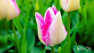 Skagit valley tulip festivalApril 2024 [upl. by Anij]