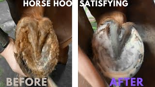 Farrier Hoof Trimming Asmr [upl. by Beichner]