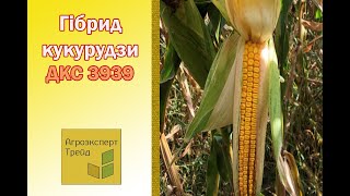 Кукурудза ДКС 3939 🌽  опис гібрида 🌽 [upl. by Cavan]