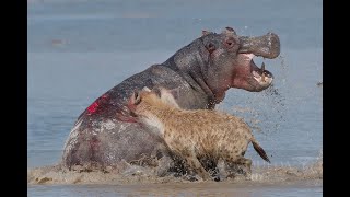 Hyenas vs Hippo  Amboseli NP  Kenya 2019 [upl. by Anilas]