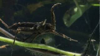 Predatory Water Scorpion [upl. by Atnek750]