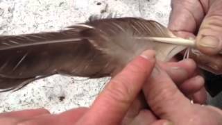 Identification of eagle feather and laws governing possessing American Bald Eagle parts [upl. by Davey]