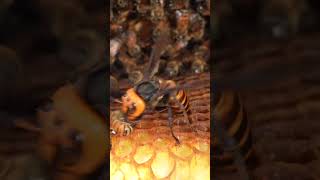 Western Honeybees Brave Defense Giant Hornet Retreats Under Pressure [upl. by Anires]