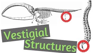 Vestigial Structures  What are Vestigial Structures [upl. by Ralf]