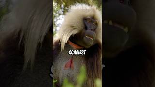 Gelada Baboon  The Scariest Herbivore On Earth [upl. by Ettelrac777]