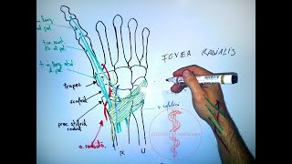 Tabachera anatomică [upl. by Nyladgam]