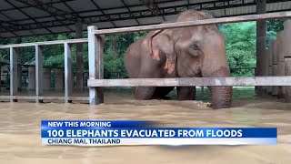 Typhoon Yagi kills over 500 elephants evacuated as flooding hits Thailand [upl. by Bernard]