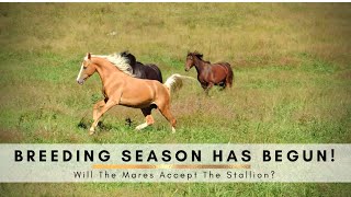 BREEDING SEASON on the homestead  Introducing New Horses Safely  WILL THEY ALL GET ALONG [upl. by Dawson]