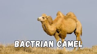 Discover the incredible resilience of The Majestic Bactrian Camel animals camel desert [upl. by Jansen]