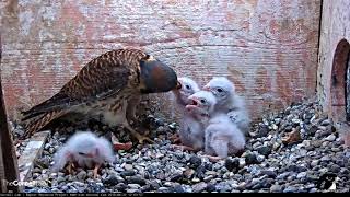 Vole Fed To Kestrel Nestlings Smallest Chick Tumbles And Is Returned By Female – June 22 2018 [upl. by Trout]