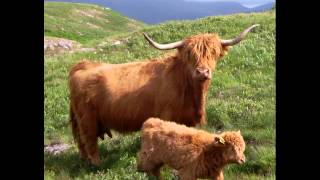 Ulva Island Inner Hebrides Scotland [upl. by Cindi]