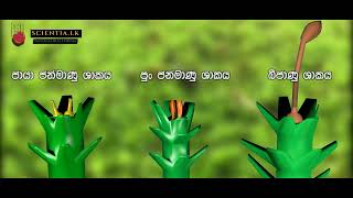 පොගනාටම් ජීවන චක්‍රය  Pogonatum Life Cycle sinhala [upl. by Latea]