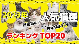 雑種猫は何位？日本に多い人気猫種20選【2023年版】 [upl. by Notsirhc]