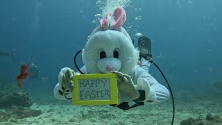 Easter Bunny Scuba Diving is St Maarten [upl. by Watt]