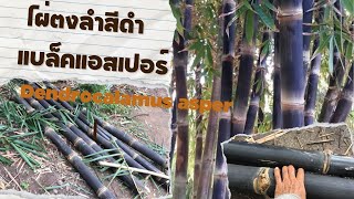 ไผ่ตงลำสีดำ…แบล็คแอสเปอร์ Dendrocalamus asper black [upl. by Strawn]