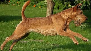 Irish Terrier  medium size dog breed [upl. by Cathrin]