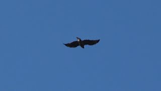 Screeching Call of Redtailed Hawk in Flight [upl. by Benyamin]