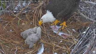 Captiva Eagle Cam 03012024 1520 [upl. by Ninnette]