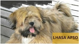 Lhasa Apso from Buddhist monasteries  Pets  Dog Breeds [upl. by Magnusson706]