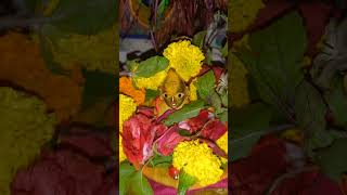 Shree Radheradhe shree radheradhe shree krishna krishnabhajan youtubeshorts viralvideo [upl. by Capps]