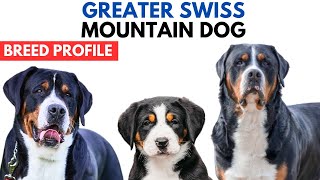 Greater Swiss Mountain Dog Breed Profile History  Price  Greater Swiss Mountain Dog Grooming [upl. by Hgiel]