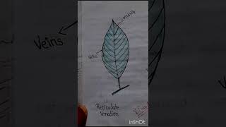 Drawing of two types of leaf venation sciencedrawing art leaf venation trendingshorts short [upl. by Einafets377]