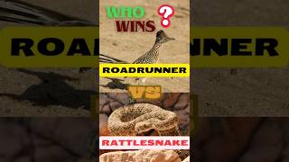 Roadrunner vs Rattlesnake Desert Showdownroadrunner rattlesnake [upl. by Aelam561]