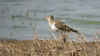 Common sandpiper on the river beach [upl. by Ezitram966]