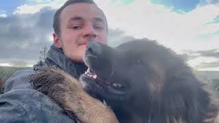 Spending Quality Time With GIANT Leonberger Pack [upl. by Gustaf]